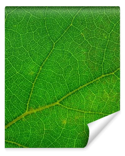 Leaf