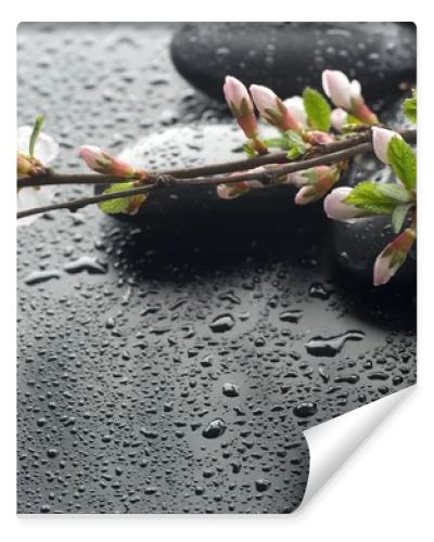 Wet Zen Spa Stones And Sakura Blossom