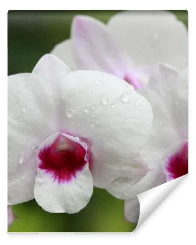 A group of white orchids