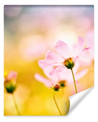 Pink flower