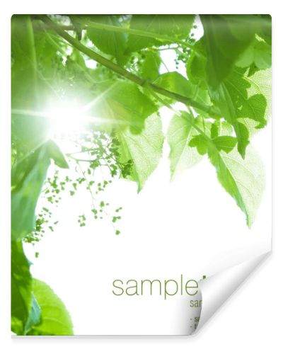 Green leaves and sun rays