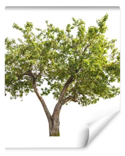 isolated apple-tree with small fruits