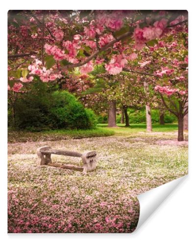 Cherry Blossoms and Bench