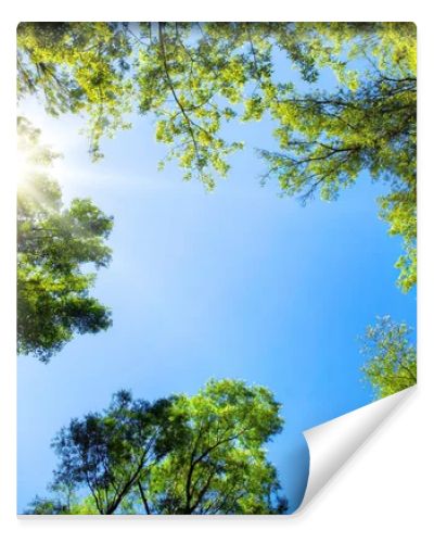 Treetops framing the sunny blue sky