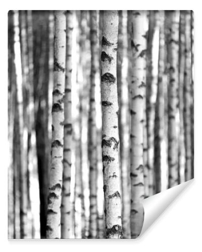 Birch trees in black and white