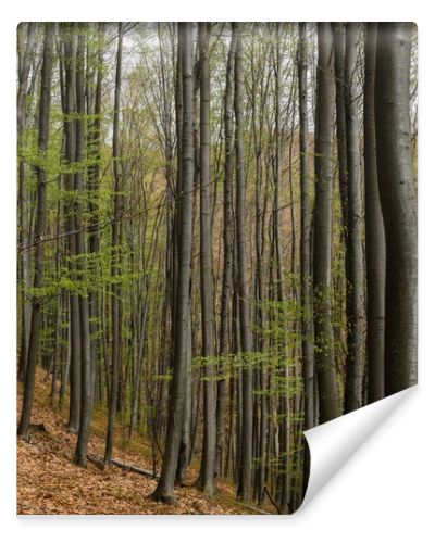 Trees on heel in mountain forest 