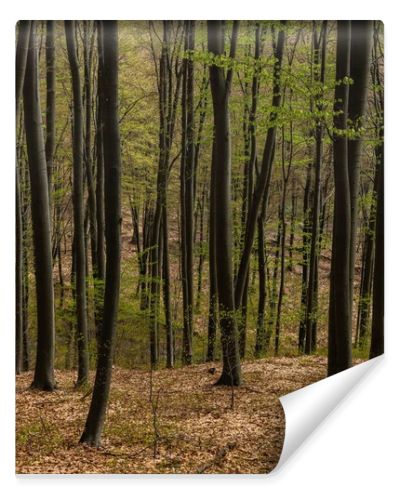 Trees with green leaves in mountain forest 