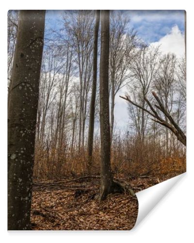 Trees on mountain hill and sky at background in autumn 