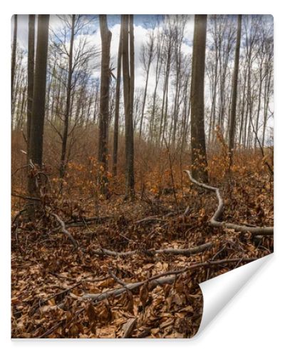 Fallen leaves on ground in mountain forest