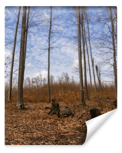 Dry fallen leaves on ground in mountain forest 
