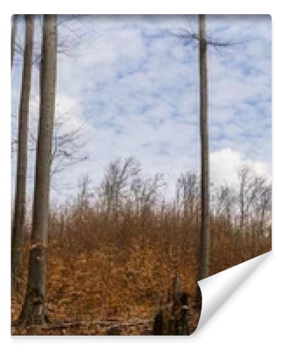 Trees in mountain forest and sky at background, banner 