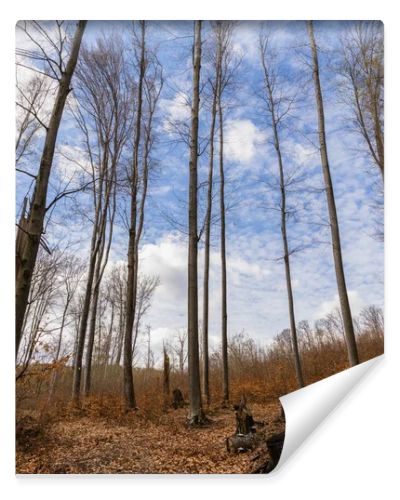 Wide angle view of trees and sky in mountain forest 