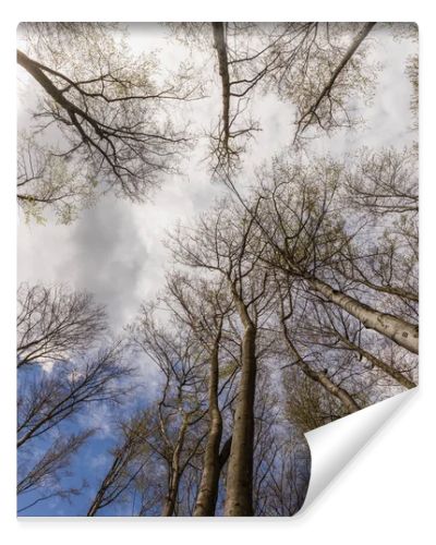 Bottom view of trees and sky in forest in autumn 