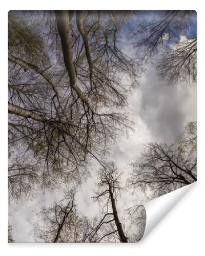 Bottom view of trees and sky in forest 