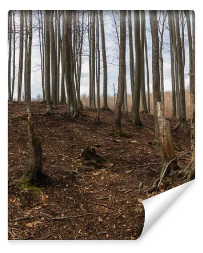Forest on mountain hill in autumn 