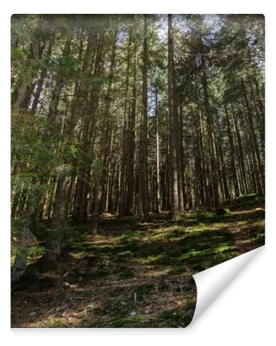 Scenic view of spruce forest with sunlight on ground 