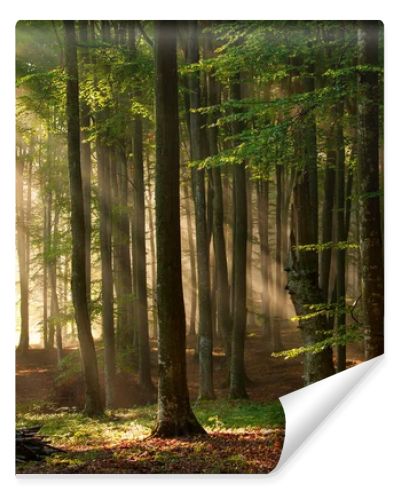 Autumn forest trees. nature green wood sunlight backgrounds.