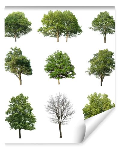 Trees isolated on white