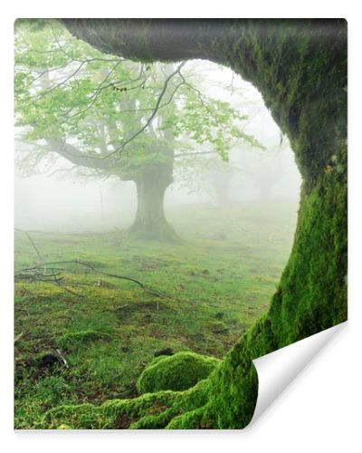 closeup of tree roots on forest