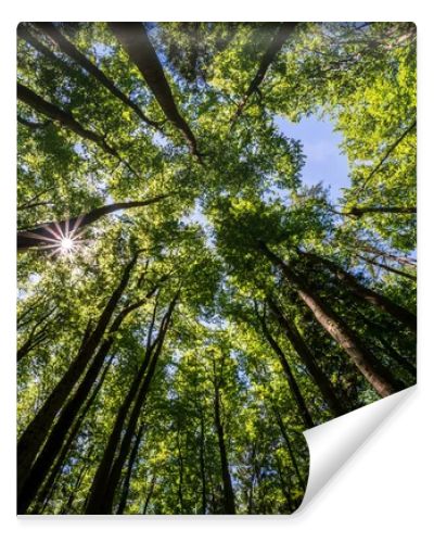 Trees in a forest from below with the sun ultra wide