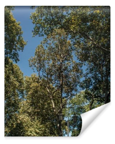 Low angle view of trees and lantern with blue sky at background 