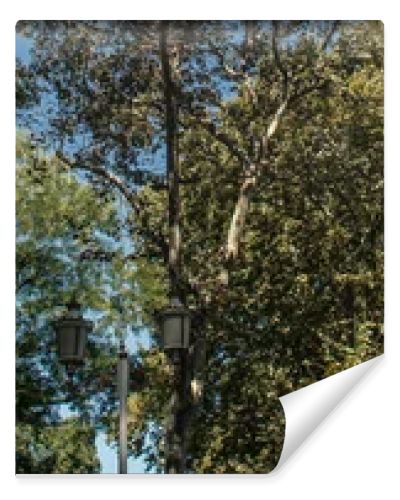 Lantern and trees with blue sky at background, banner 