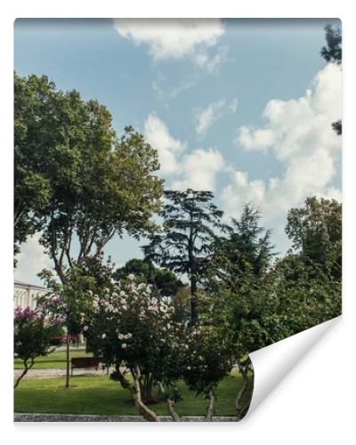 Blooming bushes on urban street in city