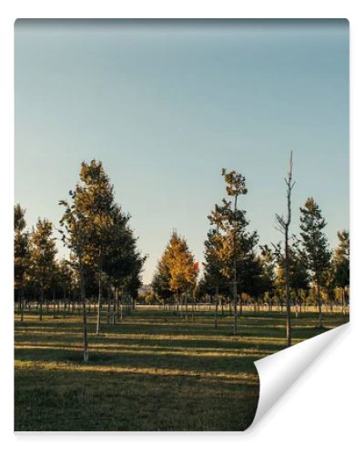 plantation of young sycamores on green lawn