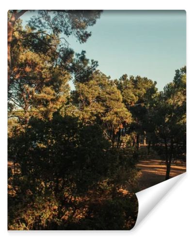 high pine trees against blue sky in sunny weather