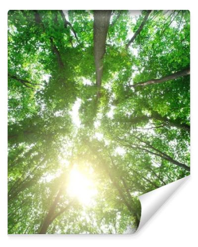 forest trees. nature green wood sunlight backgrounds