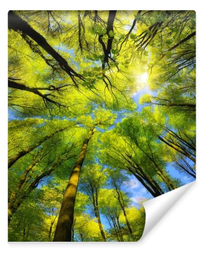 Majestic super wide angle upwards view to the canopy in a beech forest with fresh green foliage, sun rays and clear blue sky