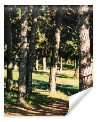 trees in autumn forest