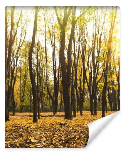 beautiful autumn park