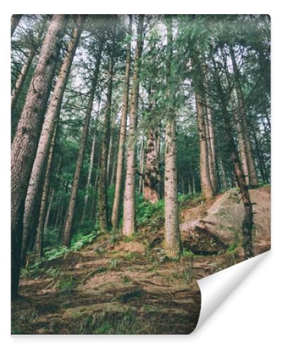 low angle view of beautiful evergreen trees growing in Indian Himalayas, Manali