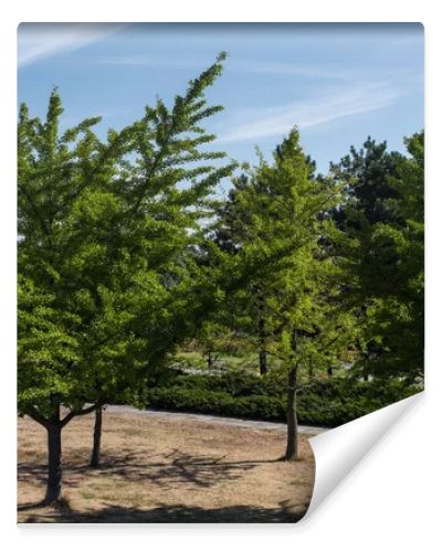 Evergreen trees in park and blue sky at background