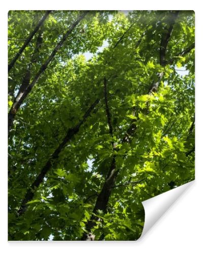 Green foliage on tree branches at summertime