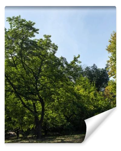 Trees with green foliage on grass with blue sky at background