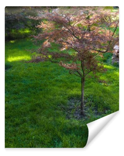 Autumnal trees with sunlight on green grass of lawn 