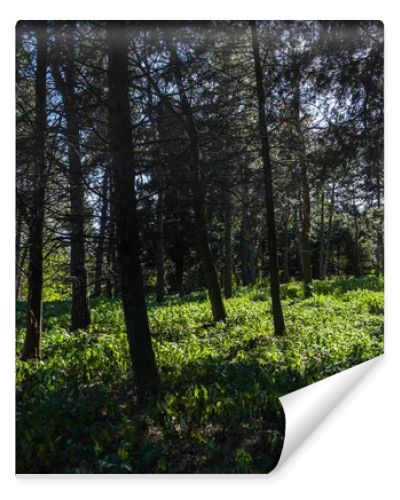 Trees and green grass with sunlight in forest
