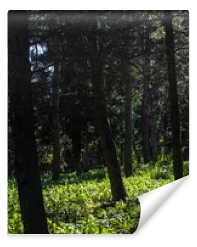 Trees and green grass with sunlight in forest, panoramic shot