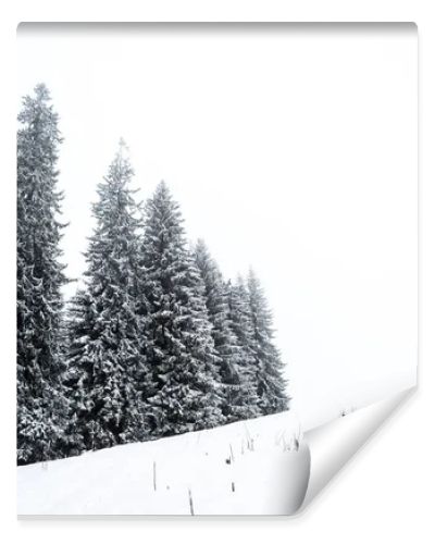 pine trees forest covered with snow on hill with white sky on background