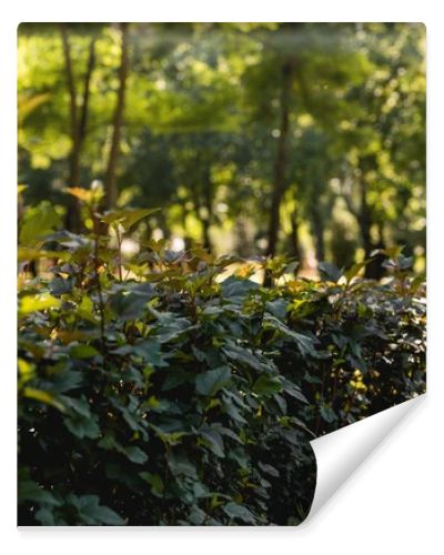 selective focus of sunshine on green leaves in peaceful park 