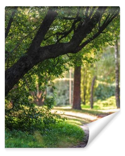 empty pathway in park with green trees and plants around