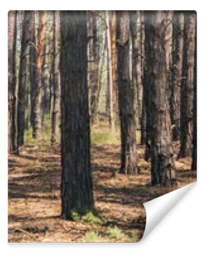 panoramic crop of tree trunks in summer woods 