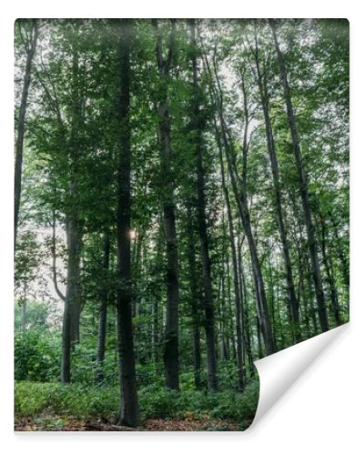 dramatic shot of green forest on cloudy day