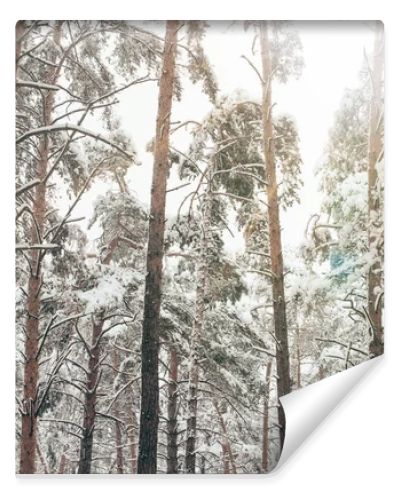 Scenic view of pine trees covered with snow in winter forest