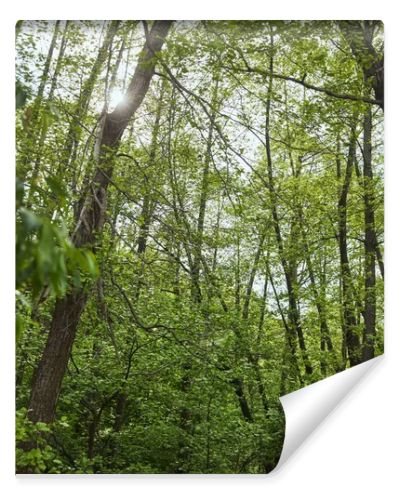 Low angle view of green forest with leaves trees