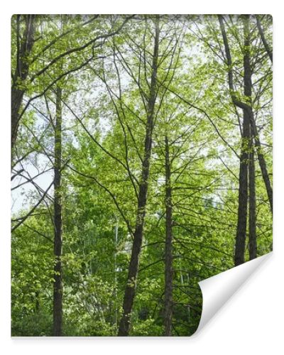 Low angle view of green trees in forest on blue sky background