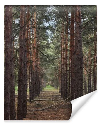 forest with tall pine textured trees in rows