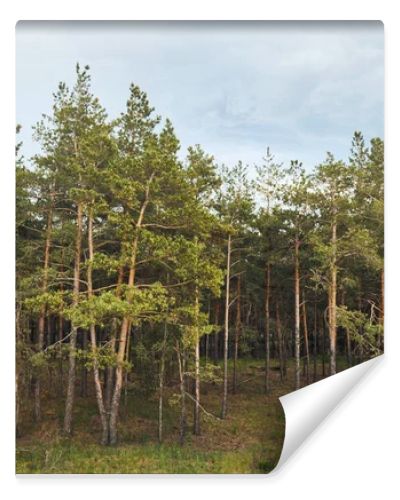 Landscape of pine forest with trees under blue sky